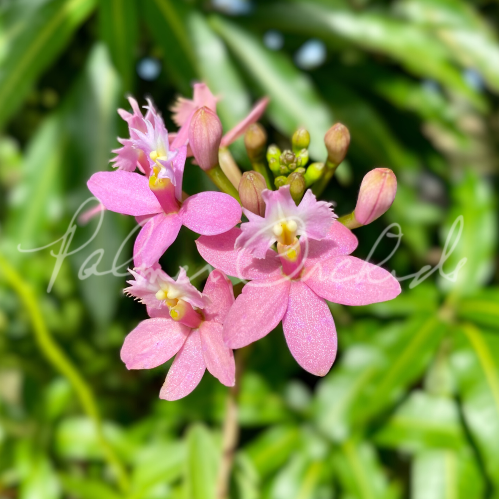 Epi.+Miura+Valley+Palmer+